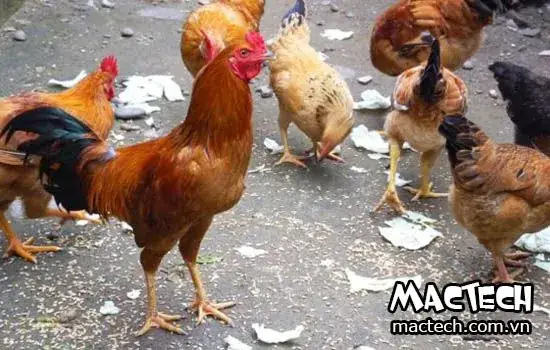 Hiện Tượng Gà Trống Ấp Trứng Có Phải Là Điềm Báo Bất Thường Hay Không? Hiện Tượng Gà Trống Ấp Trứng Có Phải Là Điềm Báo Bất Thường Hay Không?