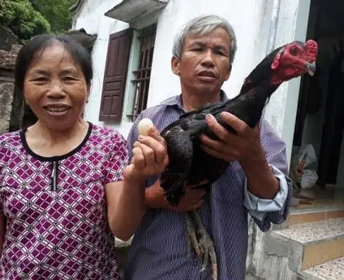 Quả Trứng Lạ Xuất Hiện Trong Chuồng Gà Trống Khiến Nhiều Người Kinh Ngạc Quả Trứng Lạ Xuất Hiện Trong Chuồng Gà Trống Khiến Nhiều Người Kinh Ngạc