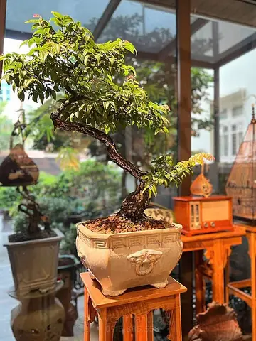 Đâu Là Ranh Giới Giữa Điềm Lành Và Vận Xui Khi Cây Cảnh Bỗng Nhiên Ra Hoa? Đâu Là Ranh Giới Giữa Điềm Lành Và Vận Xui Khi Cây Cảnh Bỗng Nhiên Ra Hoa?