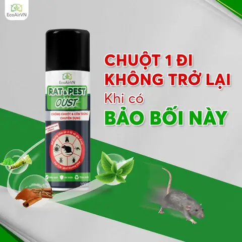 Những Cách Đuổi Chuột An Toàn Và Hiệu Quả Nhất Hiện Nay Những Cách Đuổi Chuột An Toàn Và Hiệu Quả Nhất Hiện Nay