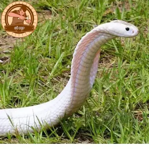 Có Nên Tìm Cách Xua Đuổi Hoặc Làm Hại Rắn Đen Khi Gặp Không?