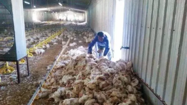 Điềm Báo Lèn Chết Gà Là Gì? Giải Mã Ý Nghĩa Tâm Linh Và Cách Xử Lý Hiệu Quả