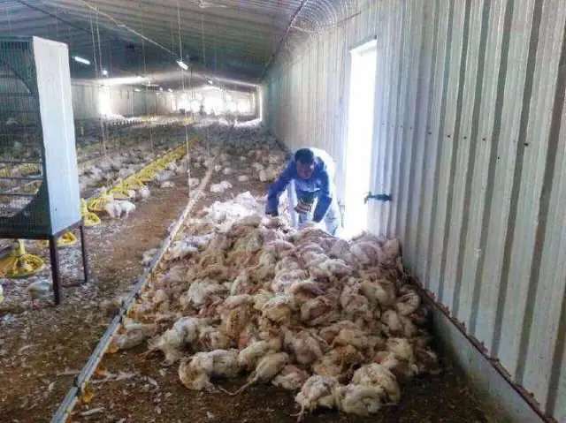 Xử Lý Tiêu Hủy Xác Gà Đúng Kỹ Thuật Để Bảo Vệ Môi Trường Và Cộng Đồng Xử Lý Tiêu Hủy Xác Gà Đúng Kỹ Thuật Để Bảo Vệ Môi Trường Và Cộng Đồng