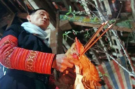 Điềm Báo Gà Chết Liên Quan Đến Phong Thủy Và Tâm Linh Gia Đạo Ra Sao? Điềm Báo Gà Chết Liên Quan Đến Phong Thủy Và Tâm Linh Gia Đạo Ra Sao?