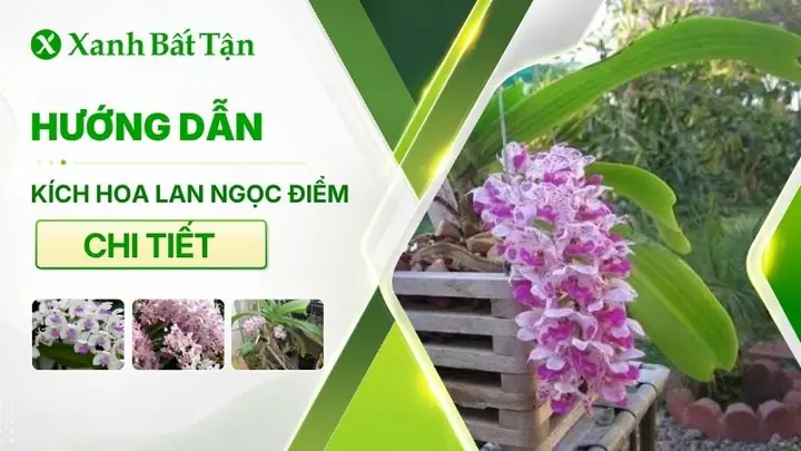 Khán Giả Có Thể Xem Lại Trọn Bộ Các Tập Phim Ở Đâu? Khán Giả Có Thể Xem Lại Trọn Bộ Các Tập Phim Ở Đâu?