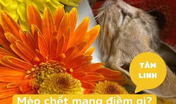 Giải Mã Chi Tiết Điềm Báo Mèo Chết: Tốt Hay Xấu Và Ý Nghĩa Phong Thủy