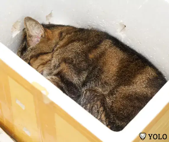 Hỏa Táng Thú Cưng Sau Khi Mất Có Phải Là Giải Pháp Tốt Nhất Hiện Nay? Hỏa Táng Thú Cưng Sau Khi Mất Có Phải Là Giải Pháp Tốt Nhất Hiện Nay?
