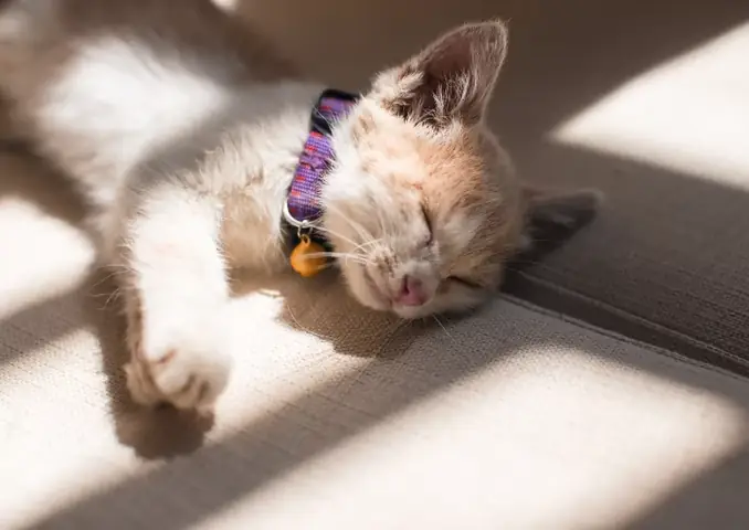Mèo Vàng Chết Trong Nhà Là Điềm Báo Về Tài Chính Mèo Vàng Chết Trong Nhà Là Điềm Báo Về Tài Chính