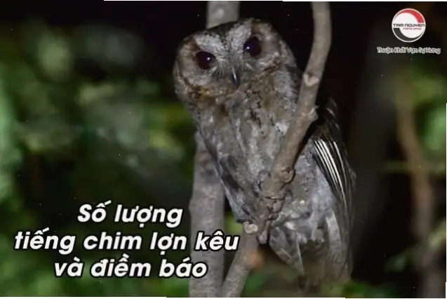 Giải Thích Các Quan Niệm Tâm Linh Truyền Thống Về Tiếng Mèo Kêu Lúc Nửa Đêm, Tiếng Mèo Hú Giải Thích Các Quan Niệm Tâm Linh Truyền Thống Về Tiếng Mèo Kêu Lúc Nửa Đêm, Tiếng Mèo Hú