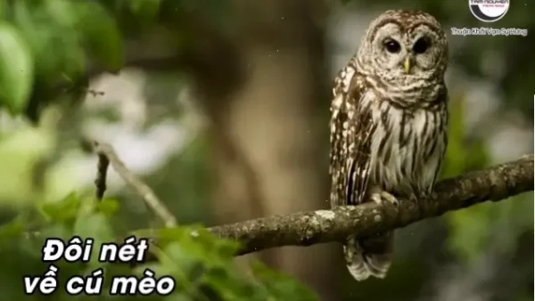 Điềm Báo Mèo Kêu Là Gì? Giải Mã Ý Nghĩa Tâm Linh Và Góc Nhìn Khoa Học
