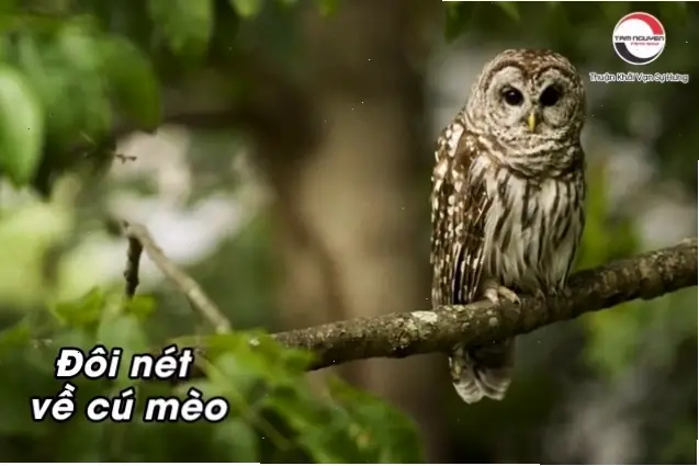 Phân Biệt Tiếng Mèo Nhà Thông Thường Với Tiếng Kêu Đặc Trưng Của Cú Mèo Theo Quan Niệm Phân Biệt Tiếng Mèo Nhà Thông Thường Với Tiếng Kêu Đặc Trưng Của Cú Mèo Theo Quan Niệm