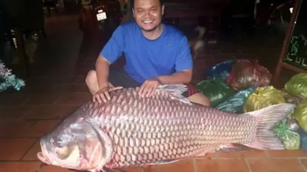 Mơ Thấy Kéo Lưới Bắt Cá Là Điềm Gợi Nhắc Gì? Giải Mã Chi Tiết Các Tình Huống Và Con Số May Mắn