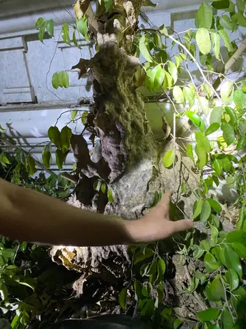 Khi Nào Nên Giữ Lại Tổ Ong Và Cách Xử Lý An Toàn Khi Gặp Tổ Ong Độc? Khi Nào Nên Giữ Lại Tổ Ong Và Cách Xử Lý An Toàn Khi Gặp Tổ Ong Độc?