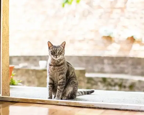 Tiếng Kêu Và Hành Vi Bất Thường Của Mèo Vào Ban Đêm Báo Hiệu Điều Gì? Tiếng Kêu Và Hành Vi Bất Thường Của Mèo Vào Ban Đêm Báo Hiệu Điều Gì?