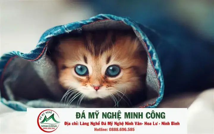 Tại Sao Mèo Đột Ngột Thay Đổi Tính Cách Hoặc Có Biểu Hiện Lạnh Lùng Với Chủ? Tại Sao Mèo Đột Ngột Thay Đổi Tính Cách Hoặc Có Biểu Hiện Lạnh Lùng Với Chủ?