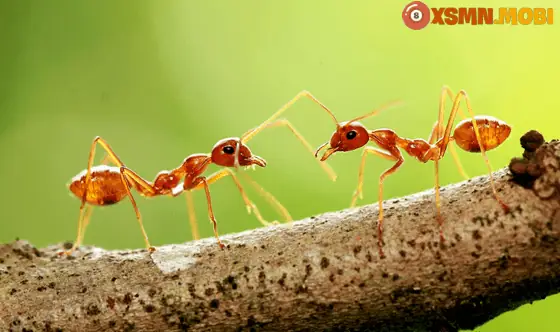 Kiến Đen Bò Vào Nhà Mang Lại May Mắn Hay Rắc Rối? Kiến Đen Bò Vào Nhà Mang Lại May Mắn Hay Rắc Rối?