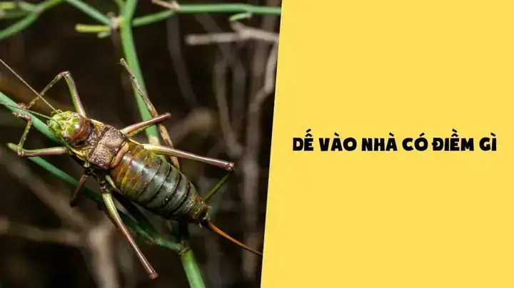 Hiện Tượng Rắn Hoặc Mèo Tự Nhiên Vào Nhà Có Đáng Sợ Không? Hiện Tượng Rắn Hoặc Mèo Tự Nhiên Vào Nhà Có Đáng Sợ Không?