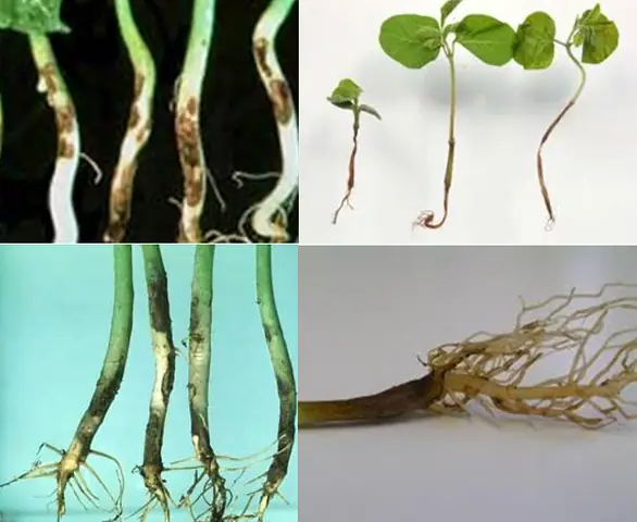 Cây Cảnh Héo Rũ, Chết Khô Hoặc Cá Cảnh Nuôi Trong Nhà Chết Bất Thường Cây Cảnh Héo Rũ, Chết Khô Hoặc Cá Cảnh Nuôi Trong Nhà Chết Bất Thường