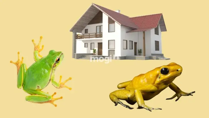Ếch Có Màu Sắc Đặc Biệt (vàng, Xanh) Hoặc Kêu Trong Nhà Có Ý Nghĩa Gì? Ếch Có Màu Sắc Đặc Biệt (vàng, Xanh) Hoặc Kêu Trong Nhà Có Ý Nghĩa Gì?