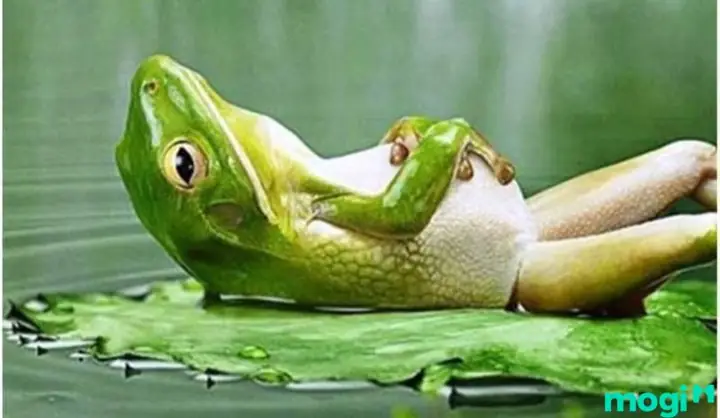 Phân Biệt Ễnh Ương Với Cóc, Ếch, Nhái Và Nguyên Nhân Chúng Vào Nhà