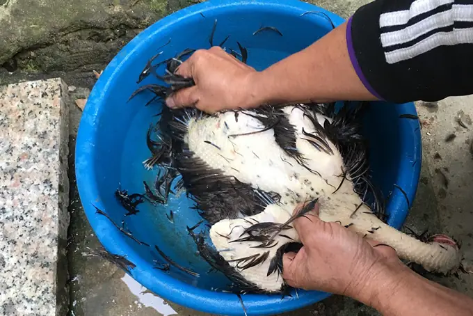 Bí Quyết Tạo Dáng Gà Cúng Đẹp Mắt, Da Vàng Căng Bóng Và Chuẩn Nghi Lễ Truyền Thống