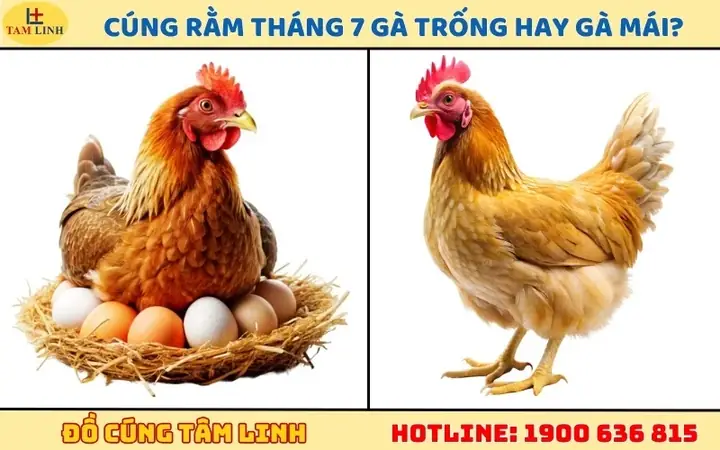 Cách Chọn Và Luộc Gà Cúng Rằm Tháng 7 Đẹp Mắt, Trọn Vẹn Lễ Nghi Năm 2026