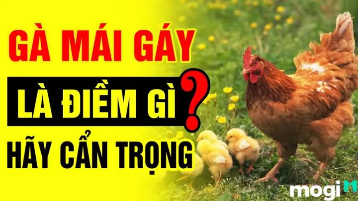 Nguyên Nhân Khoa Học Và Sinh Học Đằng Sau Hiện Tượng Gà Mái Gáy Nguyên Nhân Khoa Học Và Sinh Học Đằng Sau Hiện Tượng Gà Mái Gáy