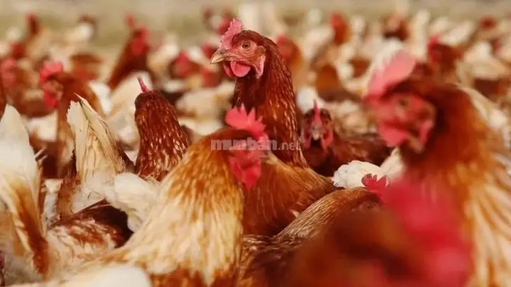 Cần Làm Gì Nếu Vẫn Cảm Thấy Bất An Sau Khi Đã Áp Dụng Các Cách Hóa Giải? Cần Làm Gì Nếu Vẫn Cảm Thấy Bất An Sau Khi Đã Áp Dụng Các Cách Hóa Giải?