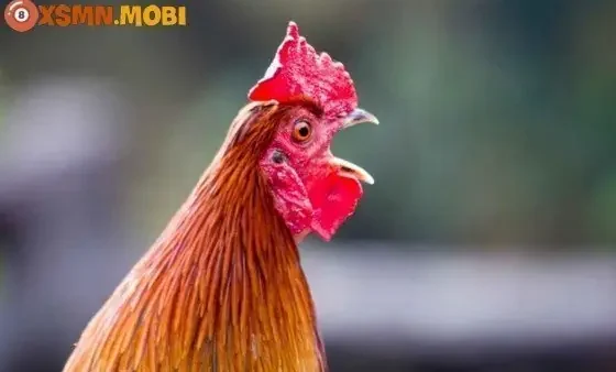 Gà Trạng Vào Nhà Là Điềm Gì? Giải Mã Chi Tiết Điềm Báo Hên Hay Xui Theo Phong Thủy