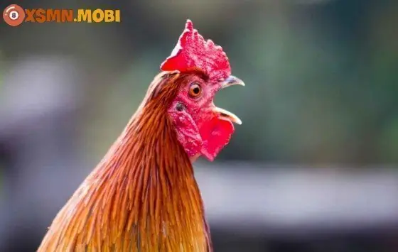 Hiện Tượng Gà Gáy Hoặc Vào Nhà Vào Thời Điểm Bất Thường Hiện Tượng Gà Gáy Hoặc Vào Nhà Vào Thời Điểm Bất Thường