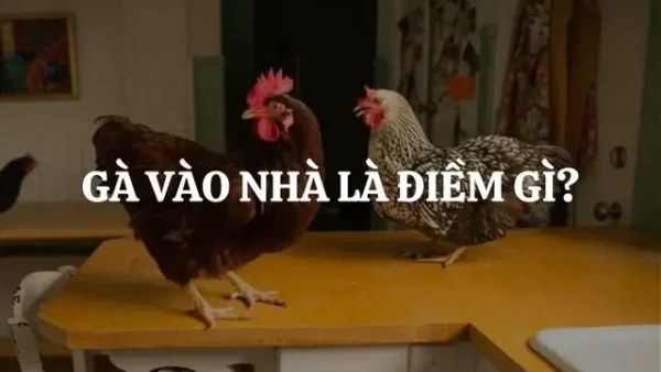 Gà Vào Nhà Là Điềm Báo Gì? Giải Mã Ý Nghĩa Hên Hay Xui Theo Phong Thủy