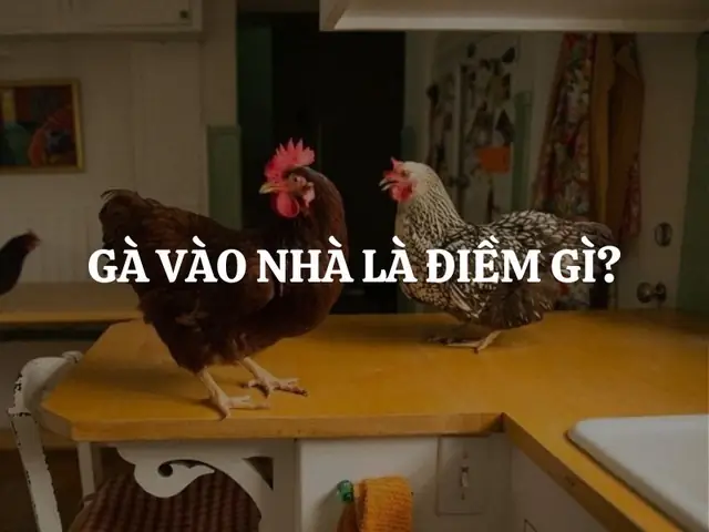 Gà Vào Nhà Là Điềm Báo Gì? Giải Mã Ý Nghĩa Hên Hay Xui Theo Phong Thủy