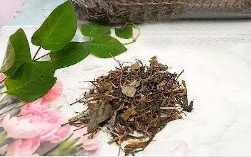 Lá Mơ Lông Có Tác Dụng Gì Đối Với Sức Khỏe Theo Y Học Cổ Truyền Và Hiện Đại? Lá Mơ Lông Có Tác Dụng Gì Đối Với Sức Khỏe Theo Y Học Cổ Truyền Và Hiện Đại?