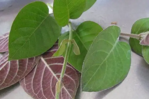 Những Ai Không Nên Sử Dụng Các Bài Thuốc Hoặc Món Ăn Từ Lá Mơ Lông? Những Ai Không Nên Sử Dụng Các Bài Thuốc Hoặc Món Ăn Từ Lá Mơ Lông?
