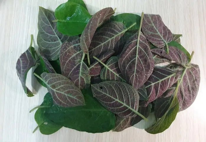 Đặc Điểm Sinh Học Của Lá Mơ Lông Với Lông Mịn Phủ Quanh Thân. Đặc Điểm Sinh Học Của Lá Mơ Lông Với Lông Mịn Phủ Quanh Thân.