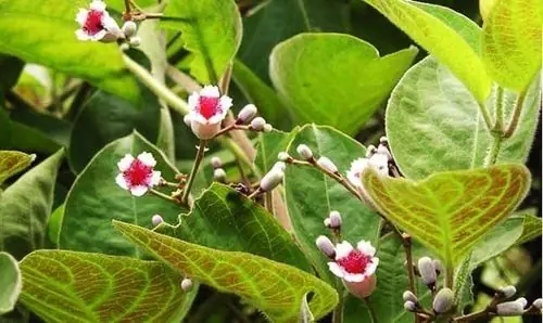 Lá Mơ Lông Có Tác Dụng Gì? Tác Dụng Dược Lý, Bài Thuốc Chữa Bệnh Và Ý Nghĩa Phong Thủy