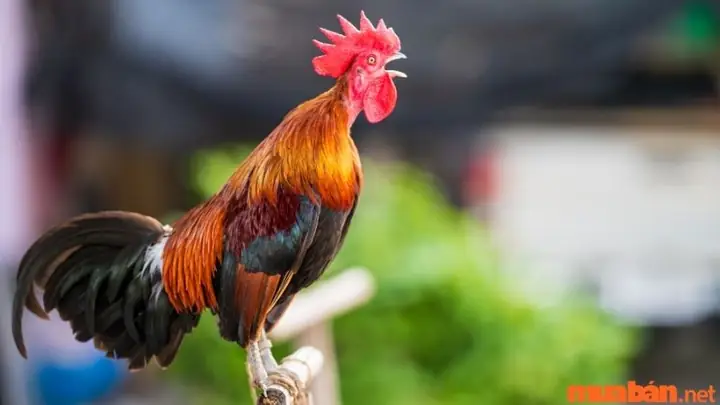 Điềm Báo Khi Mơ Thấy Gà Trống, Gà Mái, Gà Con Hoặc Đàn Gà Trong Nhà Điềm Báo Khi Mơ Thấy Gà Trống, Gà Mái, Gà Con Hoặc Đàn Gà Trong Nhà