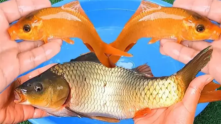 Nằm Mơ Thấy Bắt Được Cá Chép Là Điềm Báo Gì? Nằm Mơ Thấy Bắt Được Cá Chép Là Điềm Báo Gì?