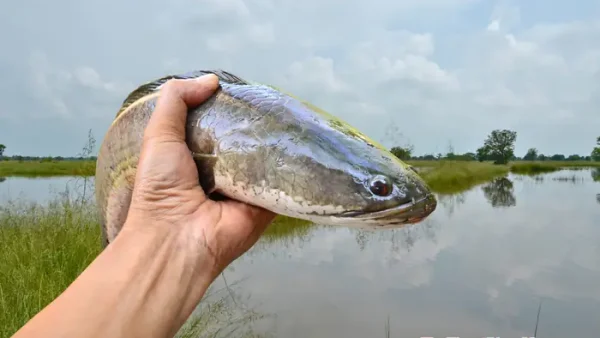 Giải Mã Giấc Mơ Bắt Được Nhiều Cá Mang Điềm Báo Gì, Lành Hay Dữ Và Con Số May Mắn
