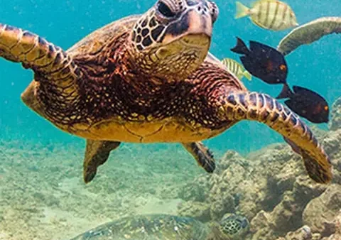 Giải Mã Giấc Mơ Bắt Được Rùa Vàng Mang Điềm Báo Gì? Hên Hay Xui Và Đánh Số Mấy?