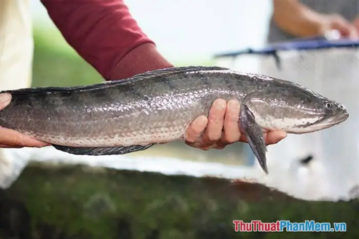Giấc Mơ Này Phản Ánh Điều Gì Về Tâm Lý Và Cuộc Sống Thực Tại?