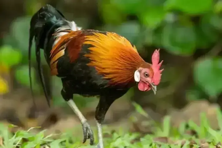 Giải Mã Giấc Mơ Bị Côn Trùng Cắn Chảy Máu: Điềm Báo Tốt Hay Xấu Và Ý Nghĩa Tâm Linh Năm 2027