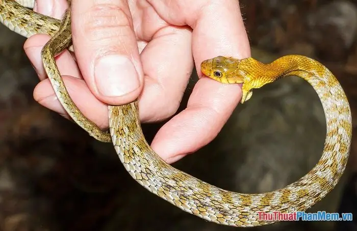 Giấc Mơ Rắn Cắn Vào Tay Phản Ánh Điều Gì Về Công Việc Và Sự Nghiệp? Giấc Mơ Rắn Cắn Vào Tay Phản Ánh Điều Gì Về Công Việc Và Sự Nghiệp?