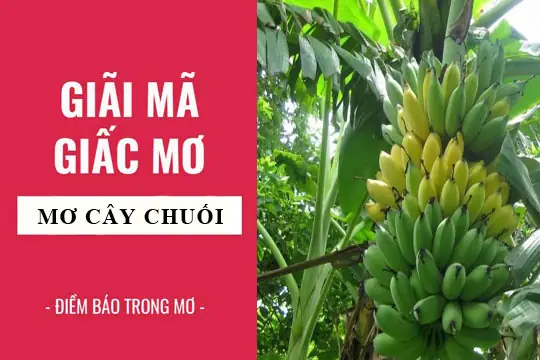 Chiêm Bao Thấy Nải Chuối, Quả Chuối Chín Vàng Là Điềm Lành Hay Dữ? Chiêm Bao Thấy Nải Chuối, Quả Chuối Chín Vàng Là Điềm Lành Hay Dữ?