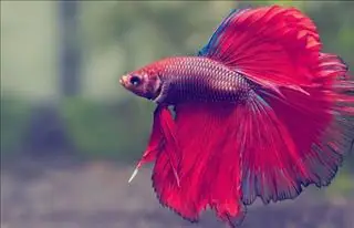 Mơ Thấy Cá