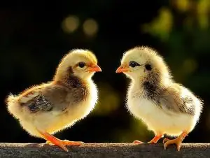 Sổ Mơ Lô Đề Con Vật: Bảng Giải Mã Các Giấc Mơ Thấy Động Vật Chính Xác Nhất