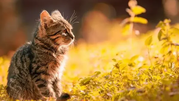 Giải Mã Giấc Mơ Thấy Quan Tài: Điềm Báo Tốt Xấu Và Các Con Số Lô Đề May Mắn