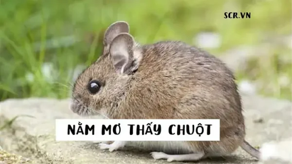 Giải Mã Giấc Mơ Thấy Dưa Chuột: Điềm Báo, Ý Nghĩa Phong Thủy Và Con Số May Mắn