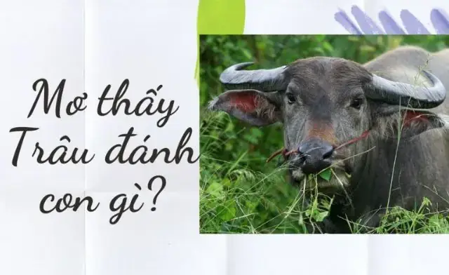 Ý Nghĩa Phong Thủy Khi Chiêm Bao Thấy Trâu Húc Nhau Trong Gia Đình Ý Nghĩa Phong Thủy Khi Chiêm Bao Thấy Trâu Húc Nhau Trong Gia Đình