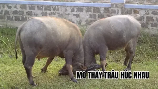Giải Mã Giấc Mơ Thấy Trâu Húc Nhau: Điềm Báo, Ý Nghĩa Tâm Linh Và Con Số May Mắn